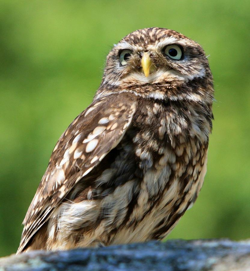 Little Owls Nest Holiday Home Wisbech Extérieur photo